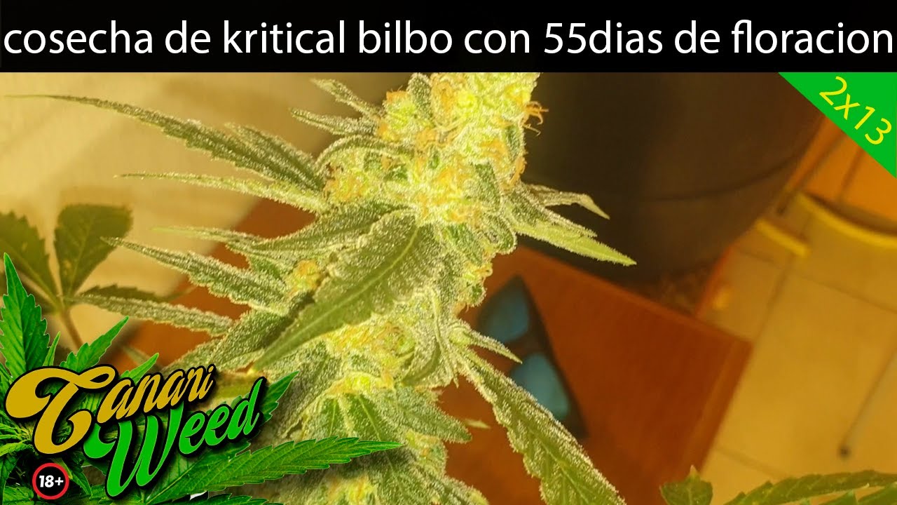 COSECHA de la KRITICAL BILBO seguimiento HIDROPONICO /MARIHUANA medicinal🍁 *INDOOR* 2021