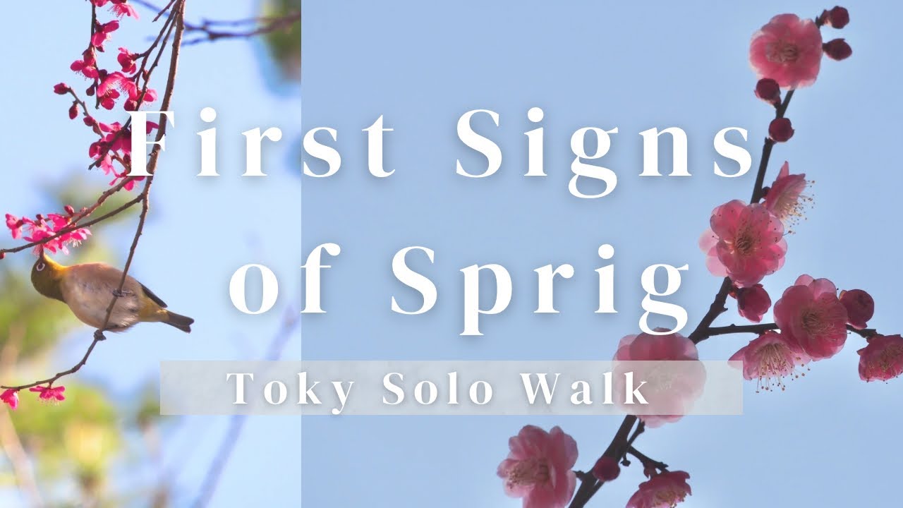 Searching for the First Signs of Spring | Tokyo Solo Walk