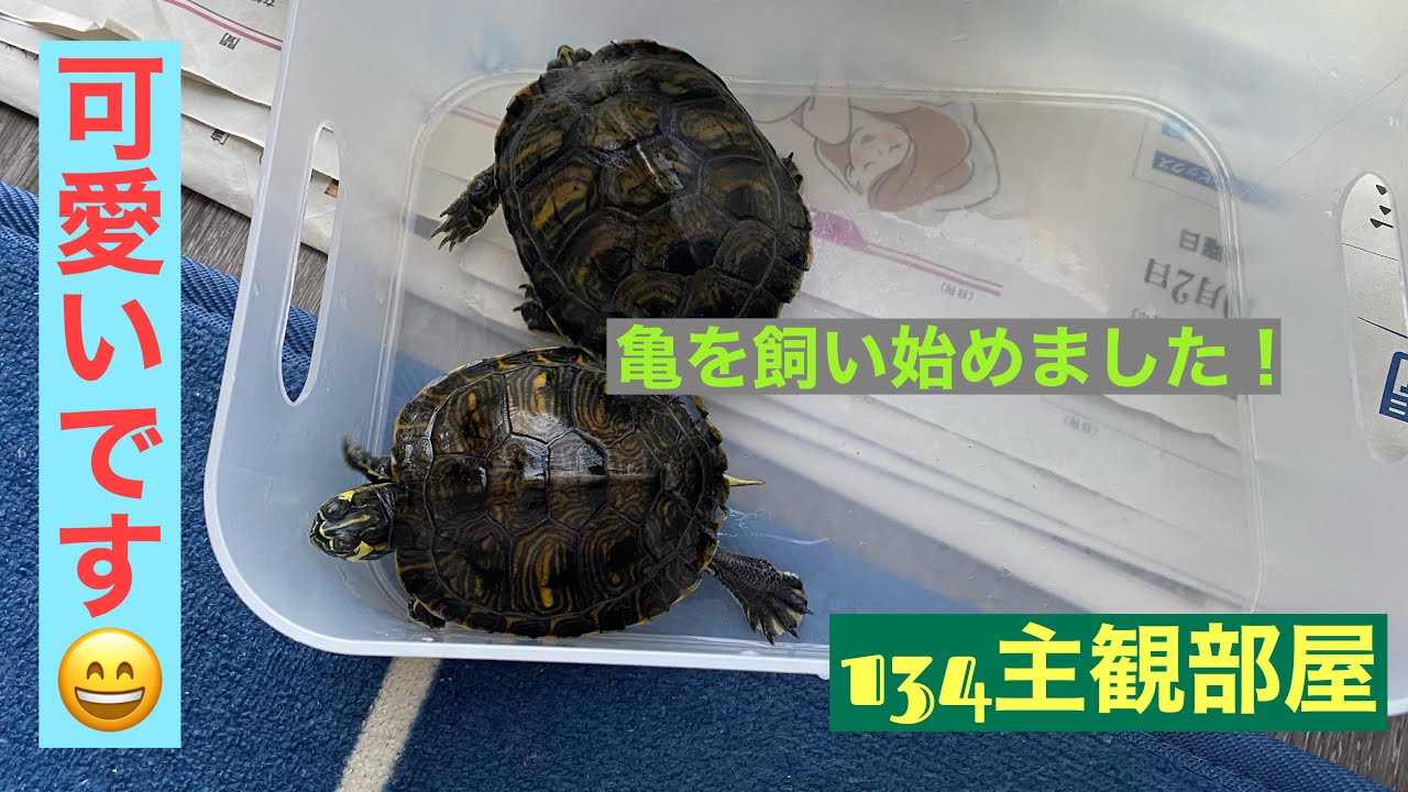 キバラガメご紹介😄