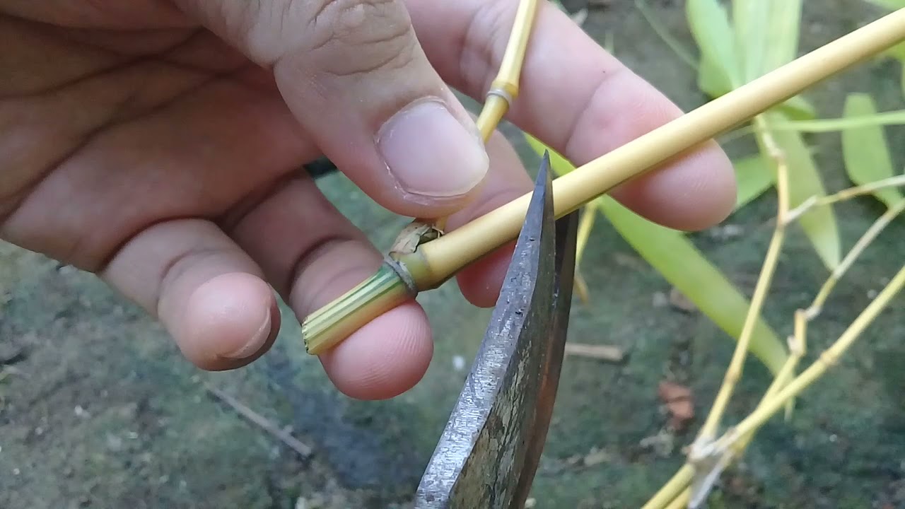 PERBANYAK TANAMAN BAMBU DENGAN METODE STEK BATANG