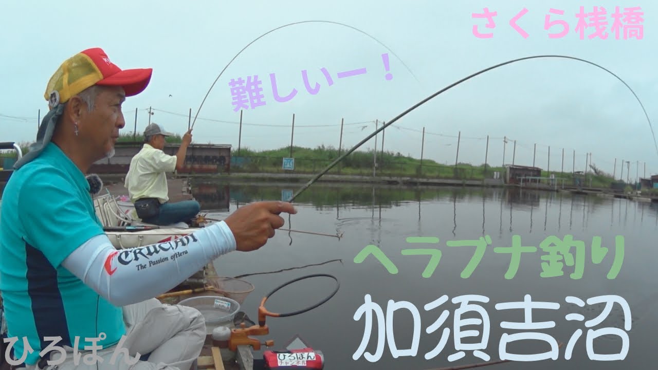 へらぶな釣り　加須吉沼　埼玉県　加須市　管理釣り場　#ヘラブナ #fishing   2024年6月30日