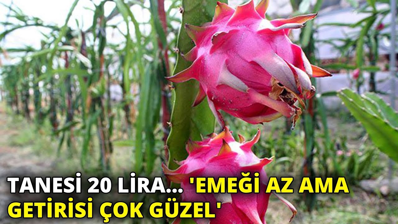 Tanesi 20 lira... 'Emeği az ama getirisi çok güzel'