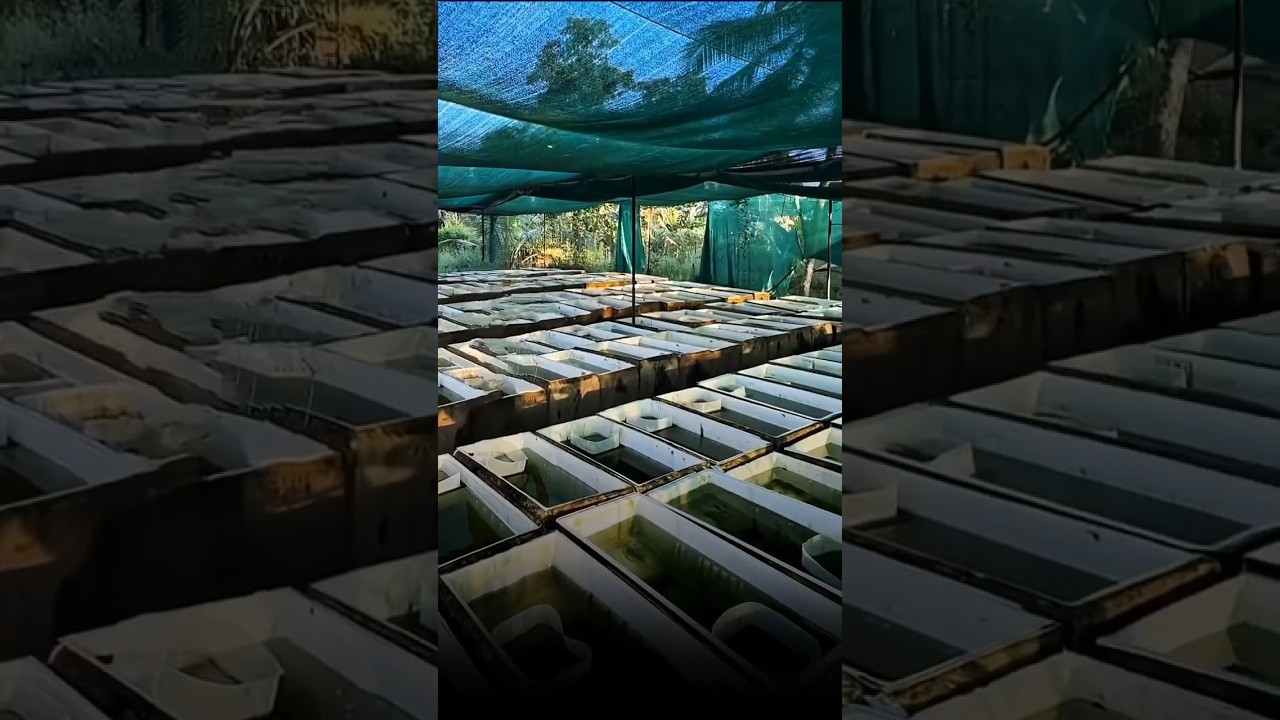 SMALL TANK ➡️ PREMIUM GUPPY FARM 🐟💎IMPORTED GUPPY SERIES BEGINS 🚀🔥🐠