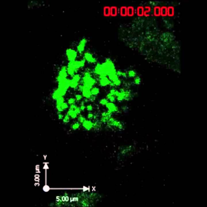 Scientists catch natural killer T-cell attacking disease cell on video
