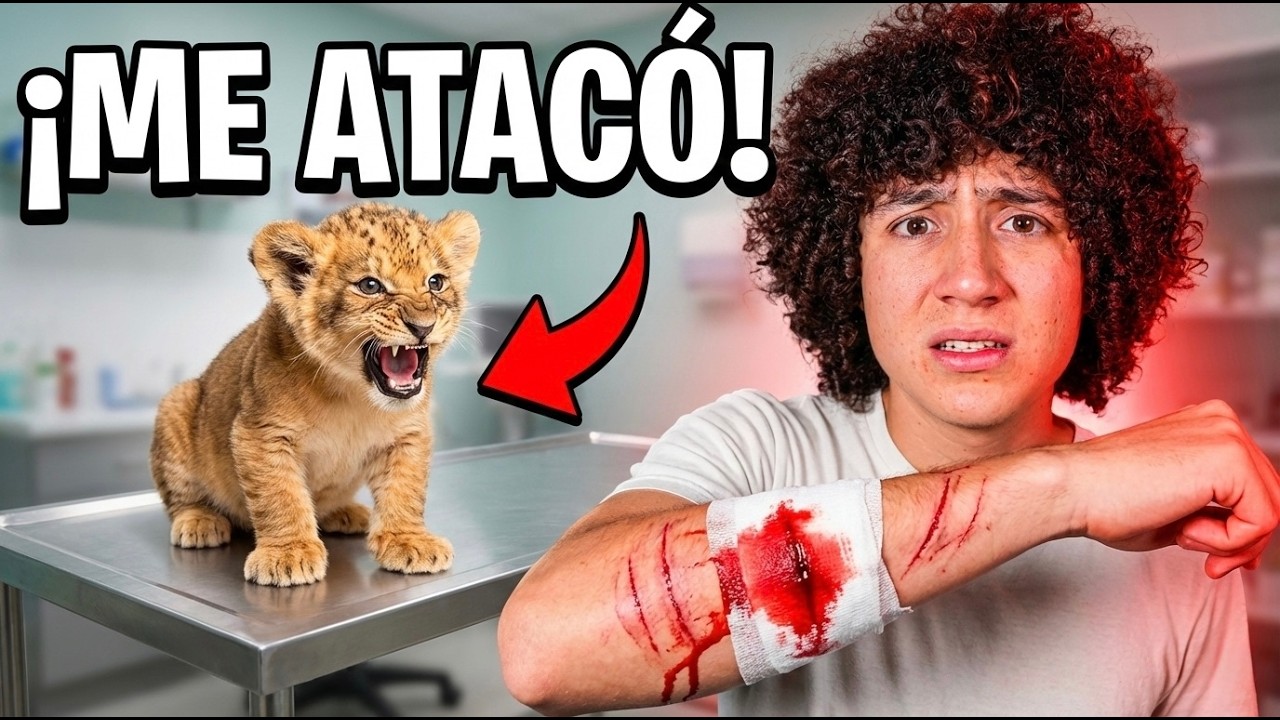 CUIDANDO LEONES RECIEN NACIDOS POR 1 DIA (COMEN BORREGOS)