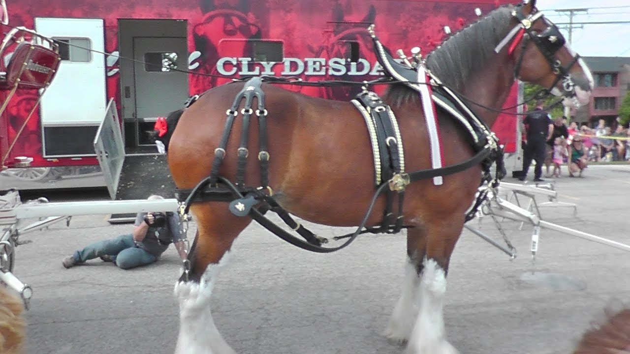 Budweiser Clydesdales Parade Thru Antioch to Anastasias
