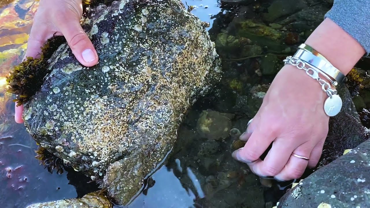 Explore the Rocky Shore: Tide Pooling 101
