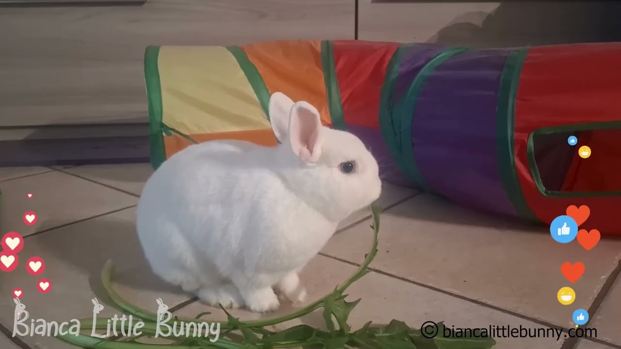 Due Coniglie Nane Mangiano Insieme 🐰🤍 | Un Momento Semplice e Felice