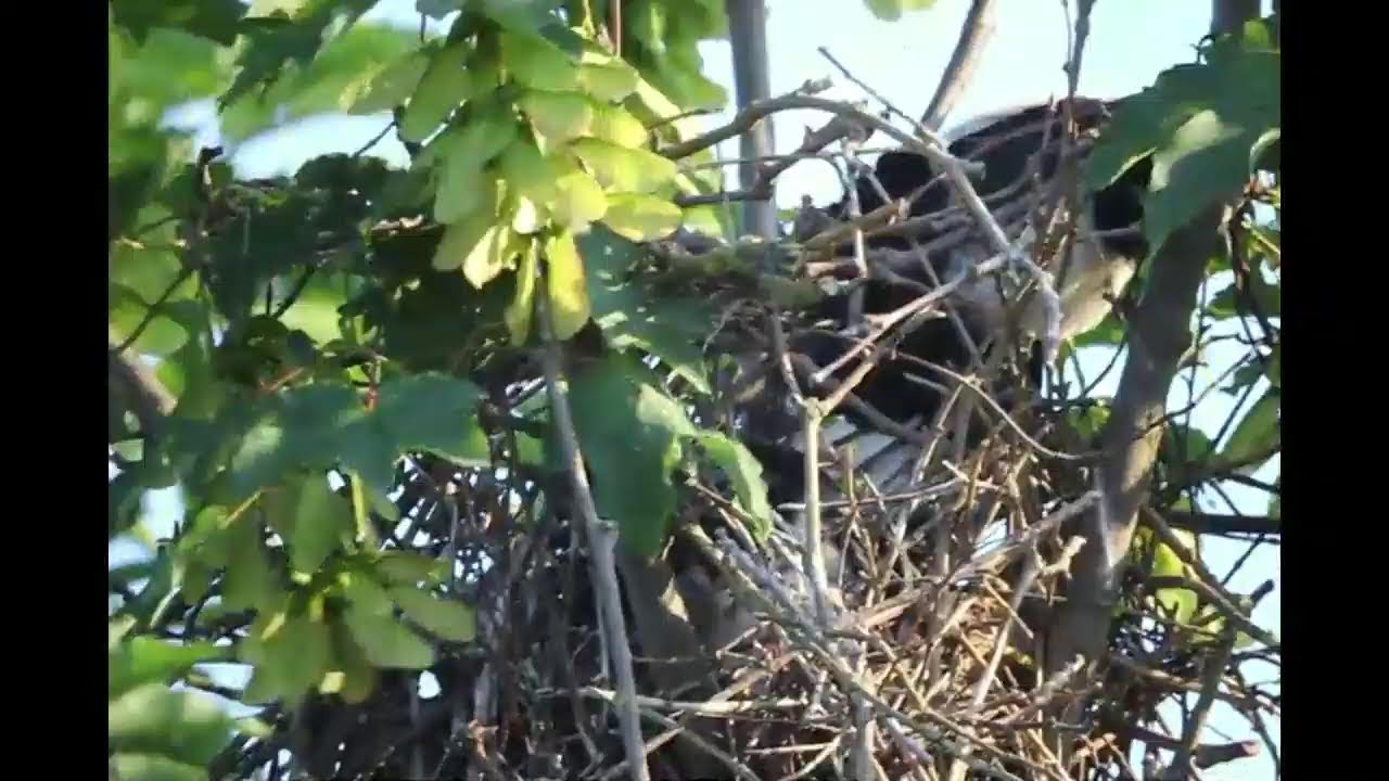 ElsterTV 15