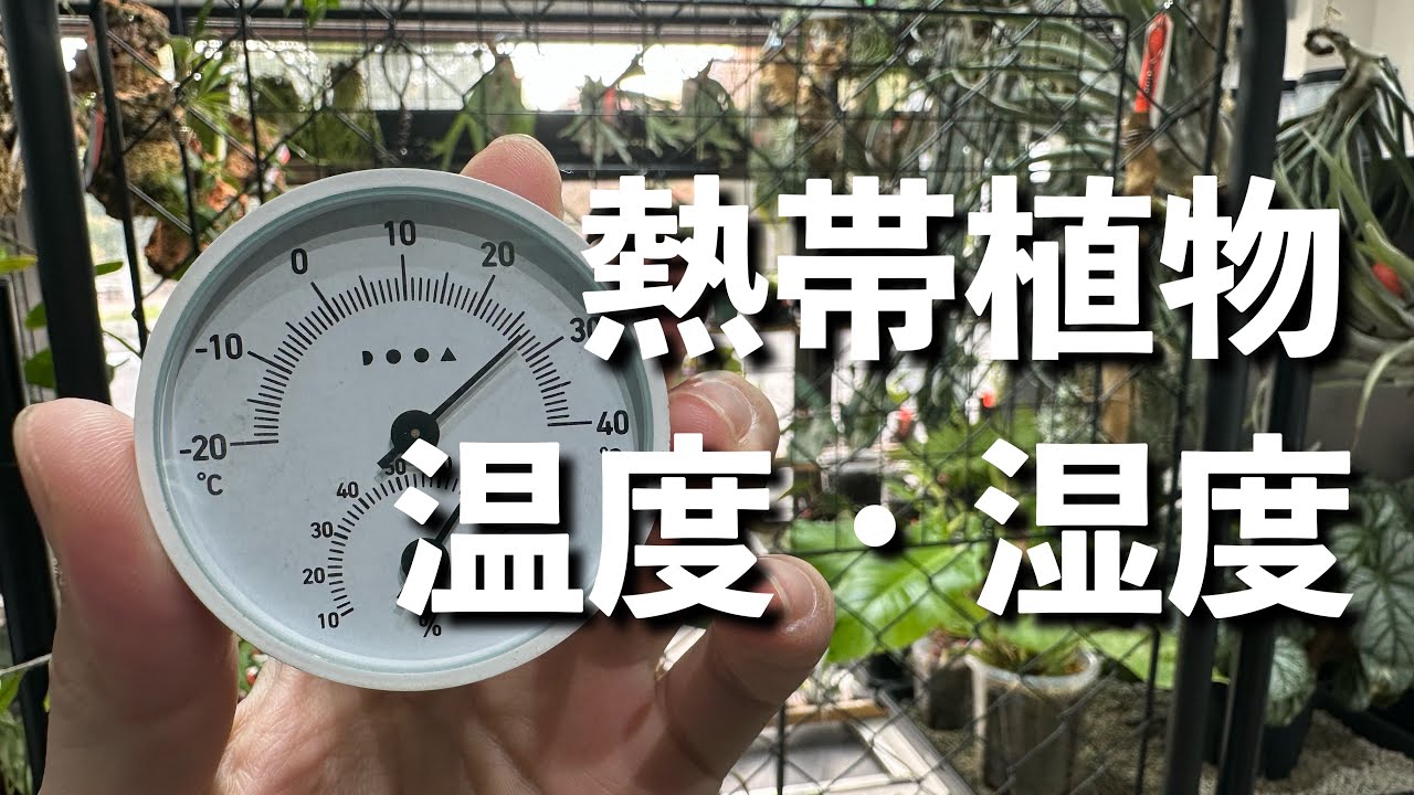 熱帯植物（ジメジメ系メイン）の温度と湿度について 冬季向け