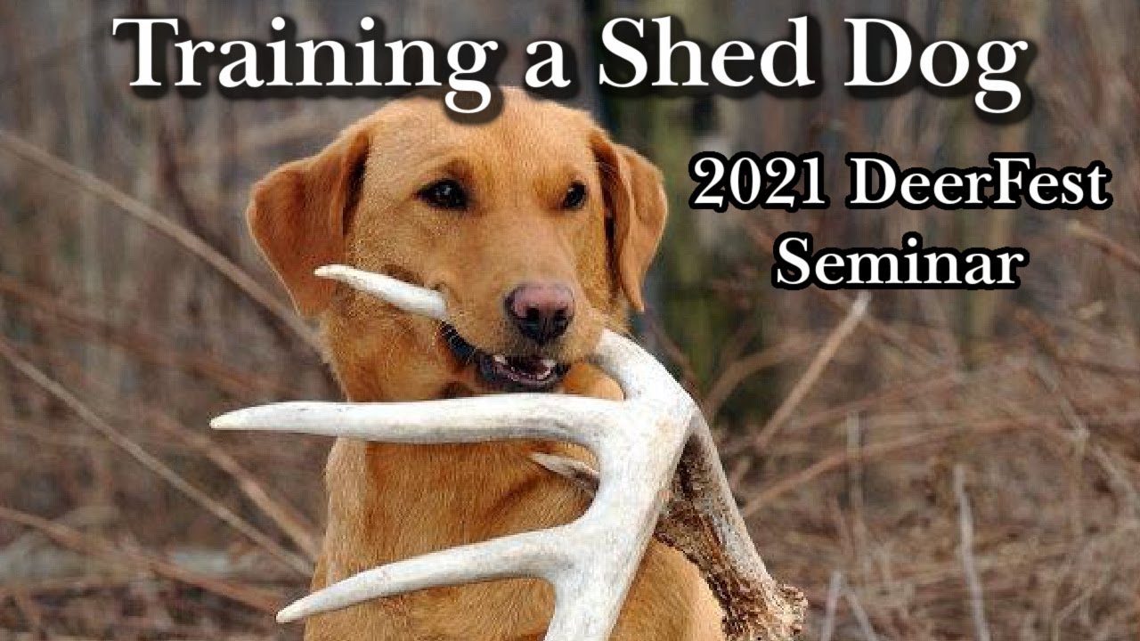 Training a Shed Dog: 2021 DeerFest Seminar