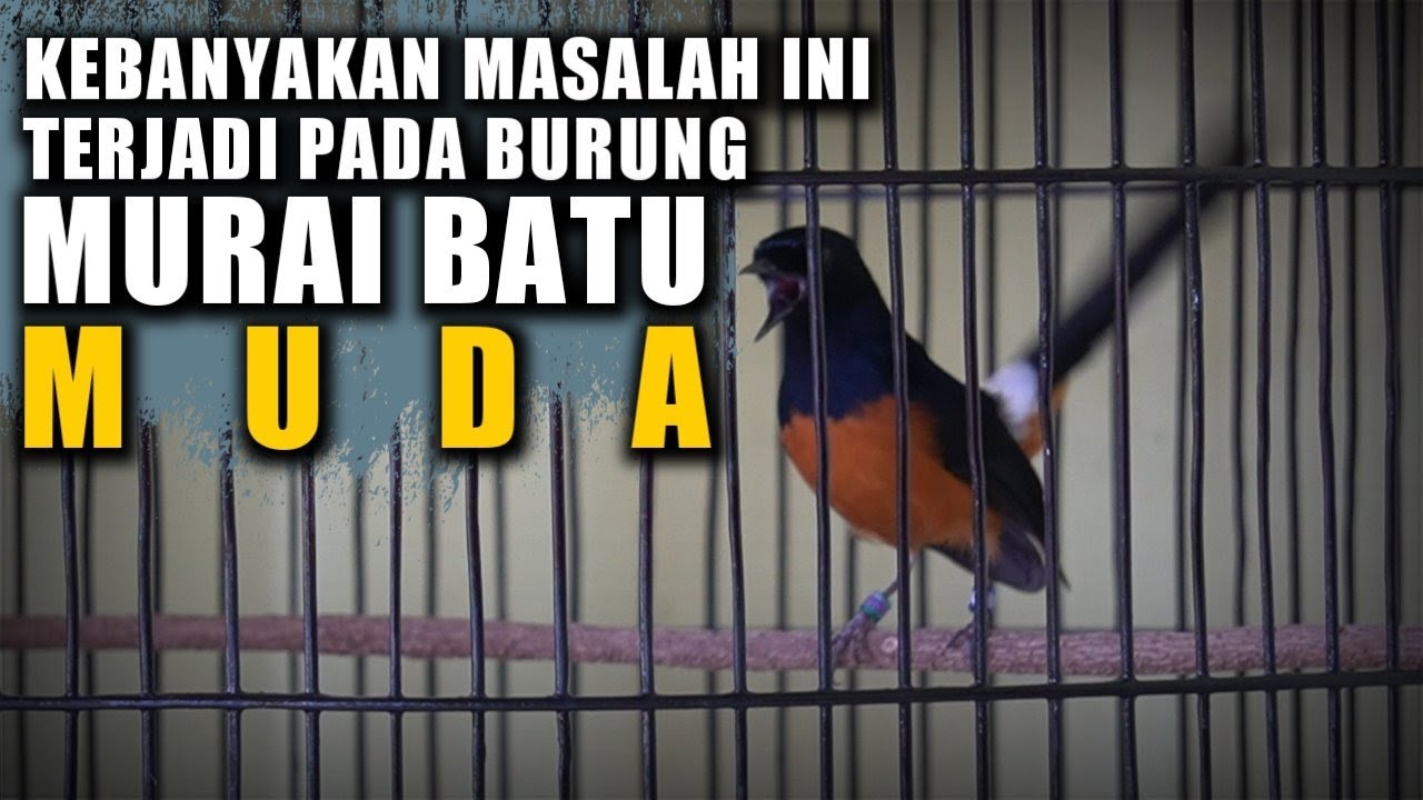 Masalah Yang Banyak Terjadi Di Burung Murai Batu Muda