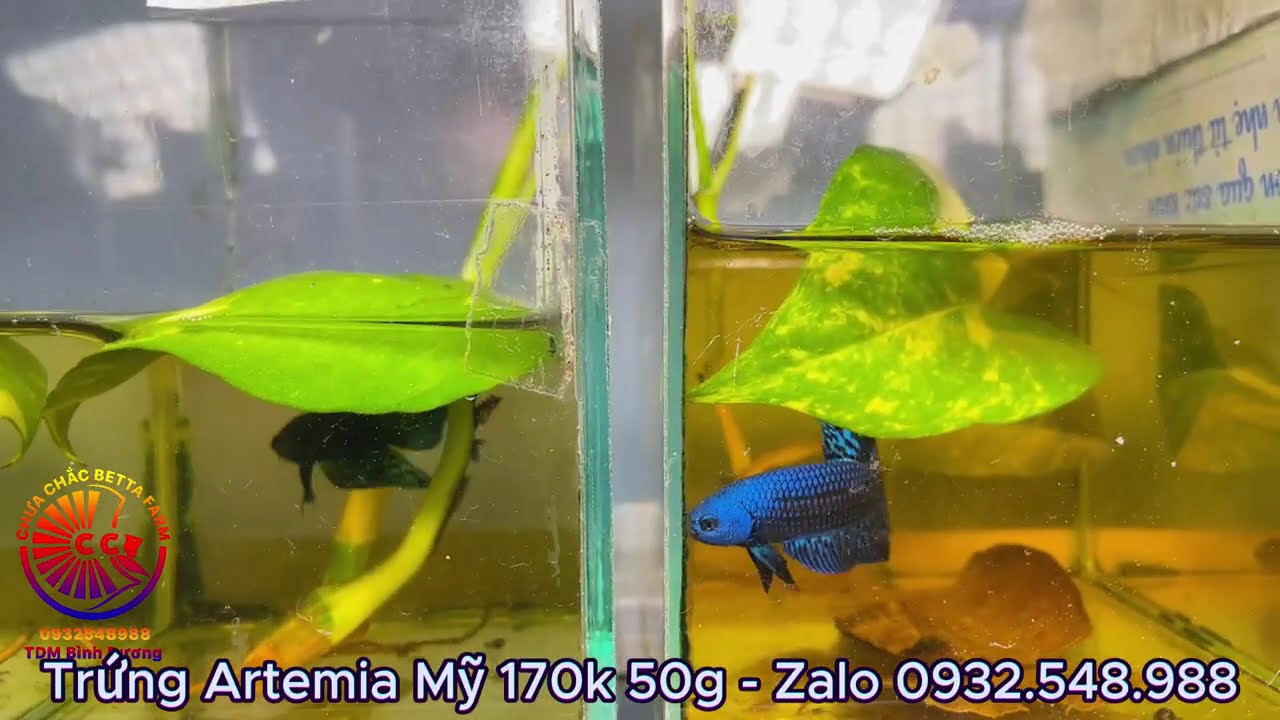 Form bầy betta Alien F1 Thailand ✩ 0932548988 Shop Betta Bình Dương
