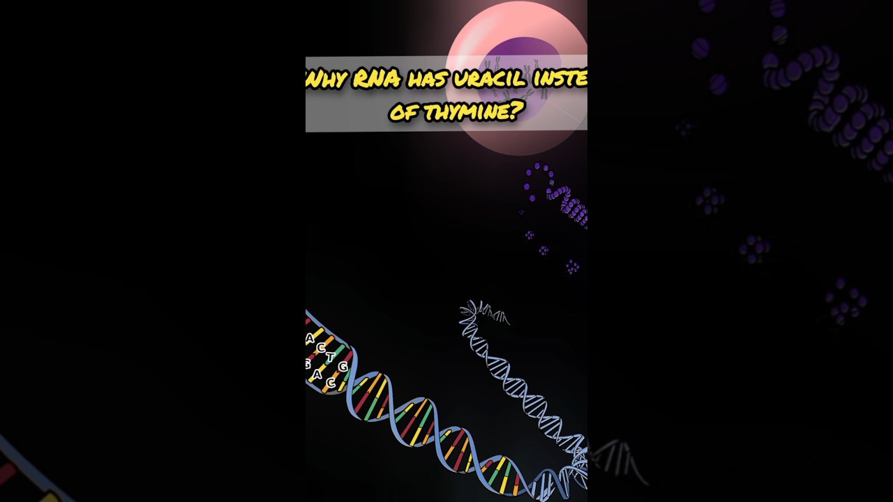 Reasons why RNA has Uracil instead of Thymine