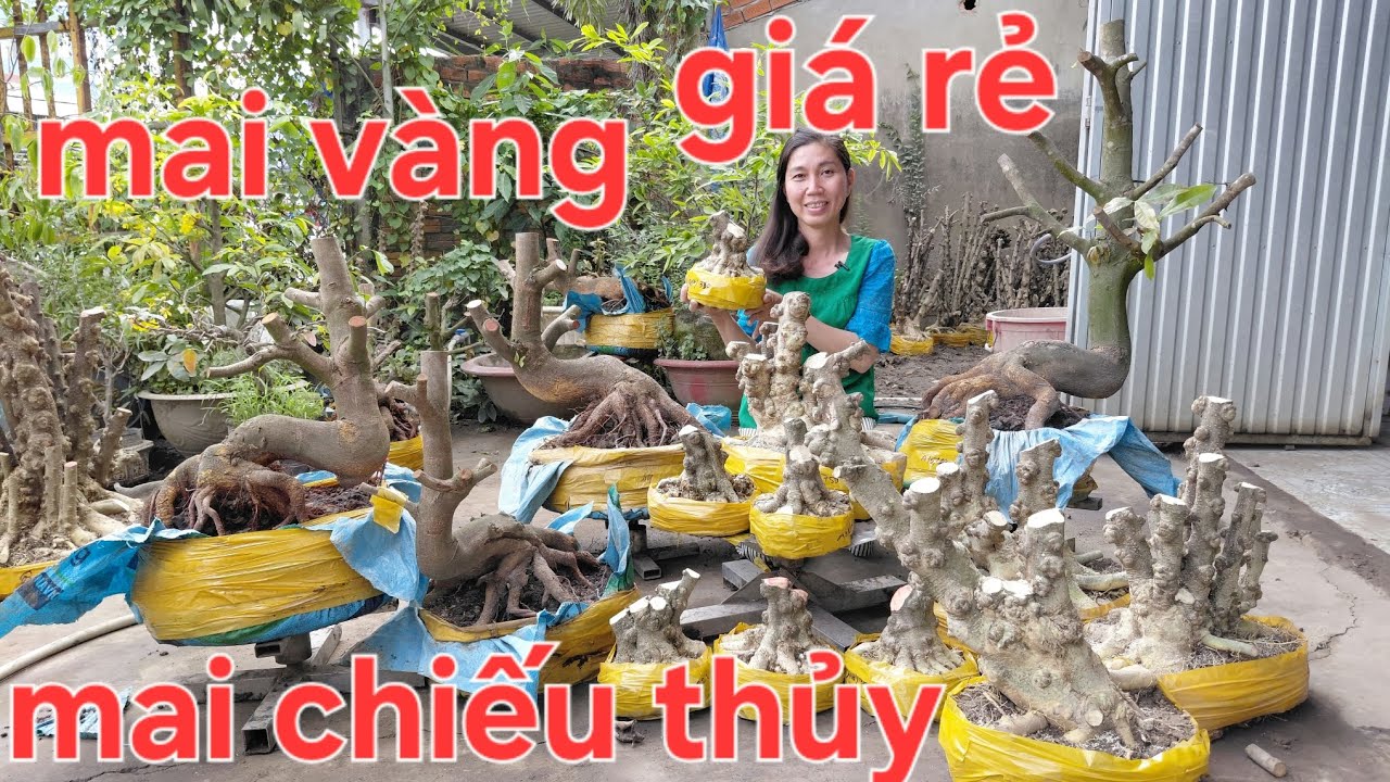 7/3, Truyền 0939046405, giao lưu mai vàng đế đẹp, mai chiếu thủy  gò công đế đẹp giá rẻ