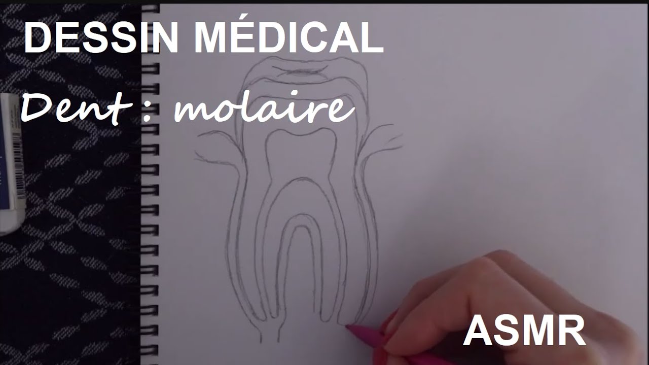 ASMR français - Dessin médical : dent (molaire)