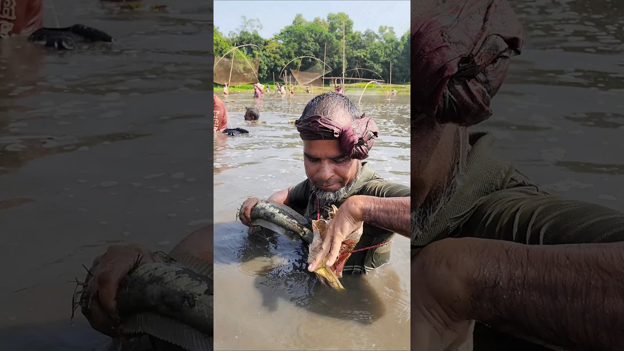 Wow! Amazing Polo Fishing Videos🐟Best Big Fish Catching🐟Primitive fishing #fish #shorts #india