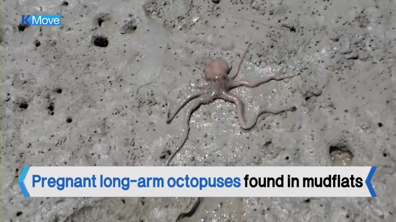 [K-MOVE] Marine Ranch for Long-arm Octopus / YTN KOREAN