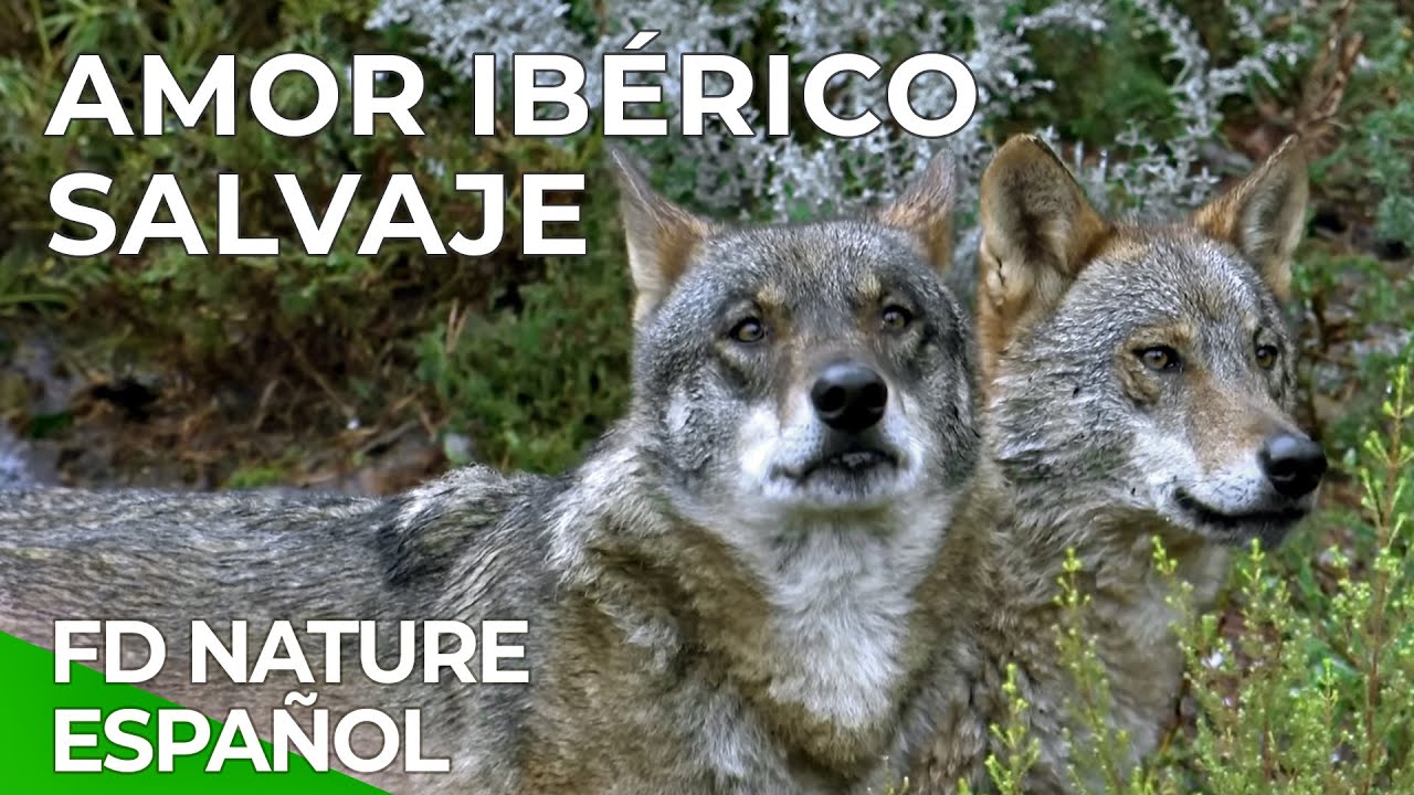 Amor Ibérico Salvaje | Free Documentary Nature - Español