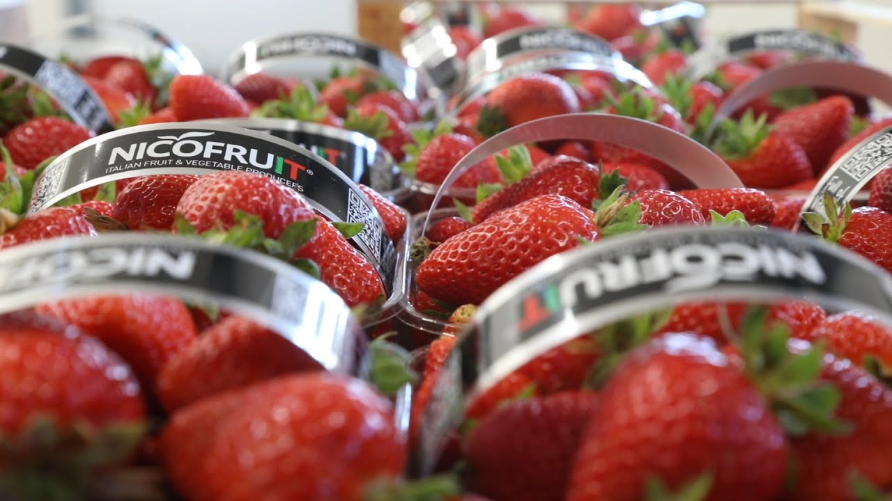 La fragola di Basilicata - Nicofruit