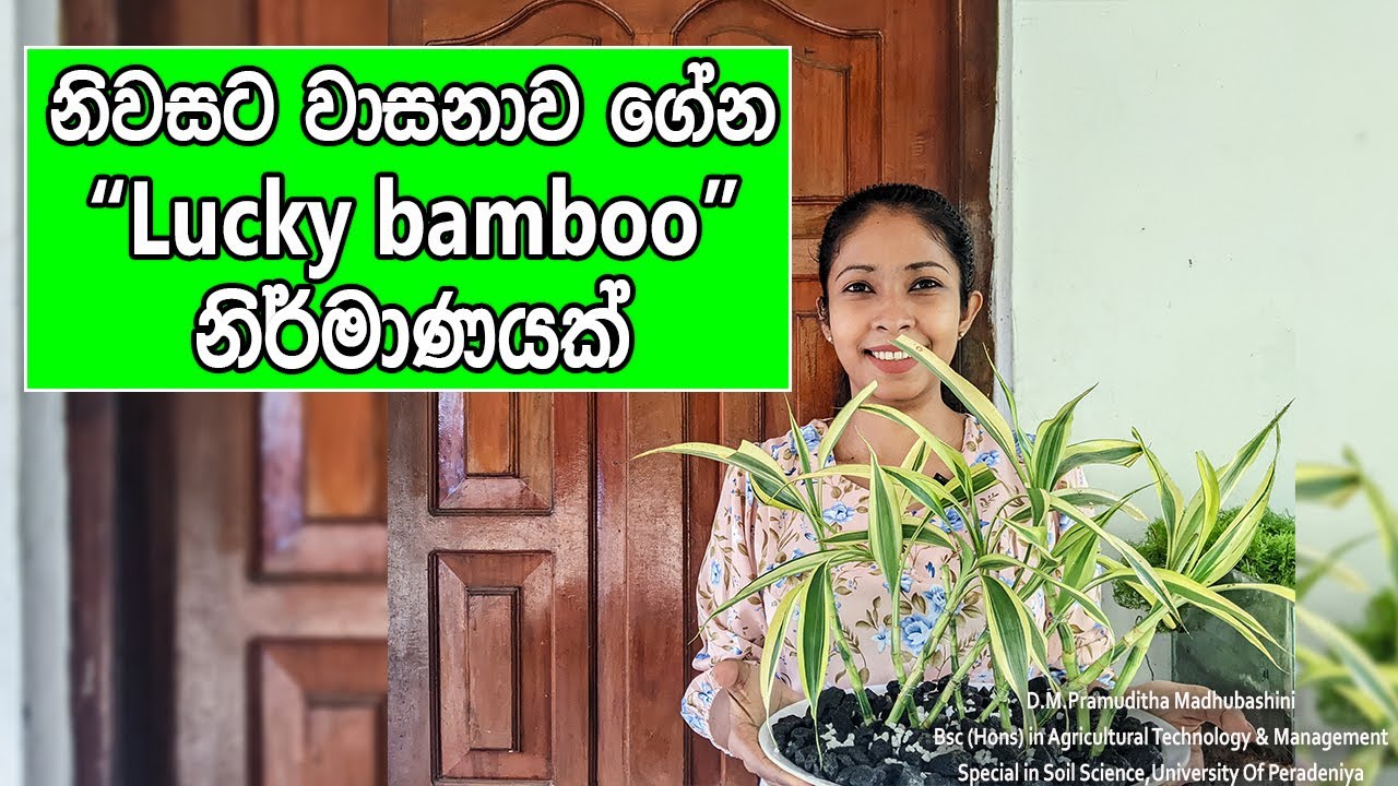 නිවසට වාසනාව ගේන lucky bamboo ideas/ lucky bamboo indoor decorations for beginners in sinhala 2024