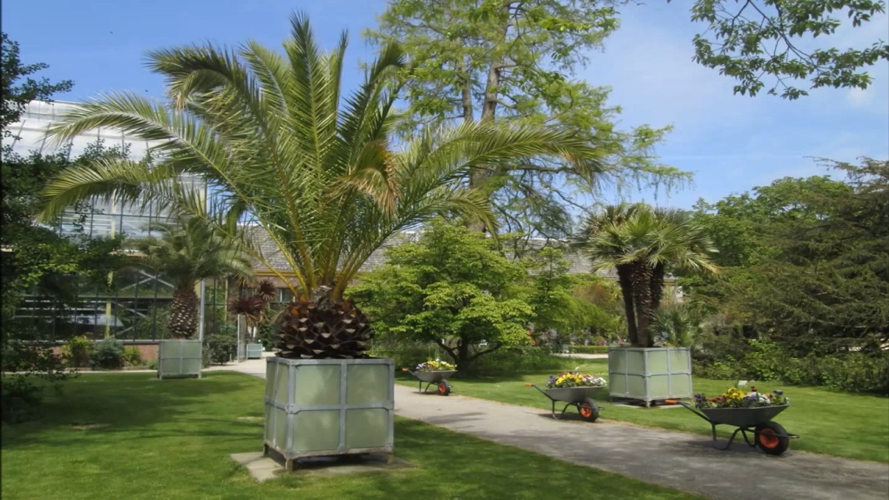 Leiden : Hortus Botanicus Leiden : de oudste botanische tuin van Nederland door Catherine Boone