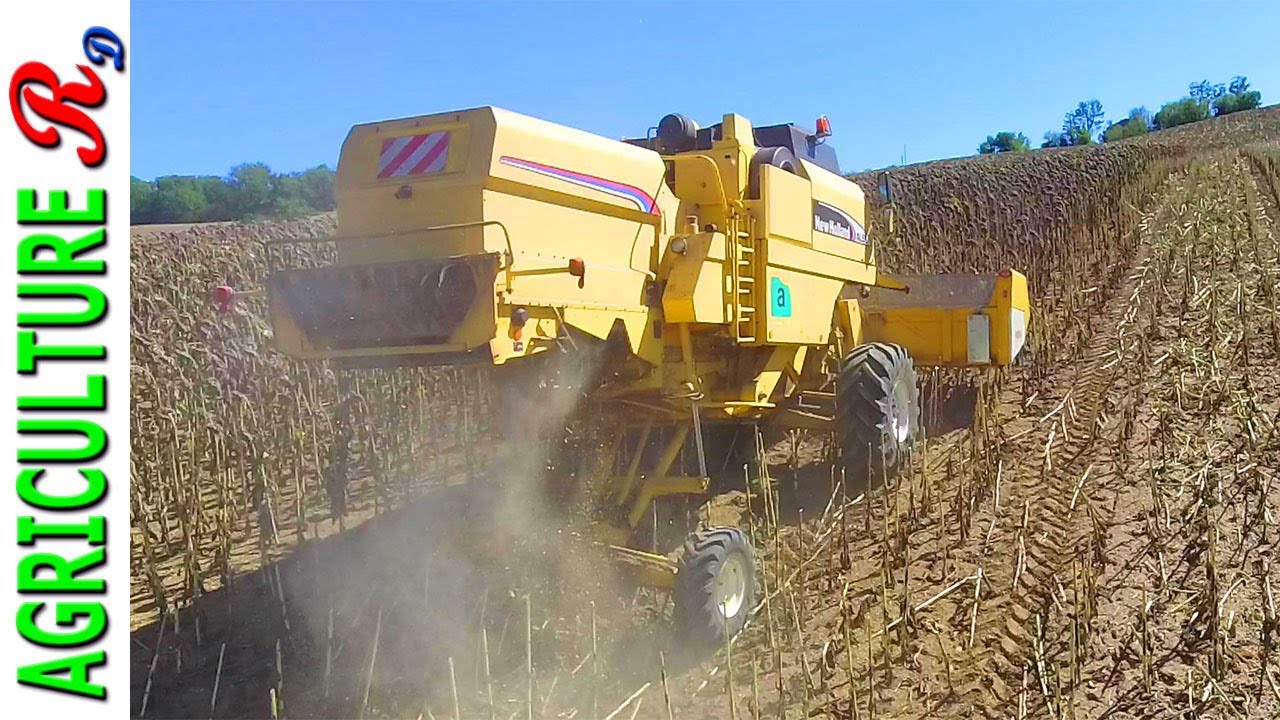 New Holland AL 59 Collina Plus - Cappanera Cristian - Campagna girasoli 2020