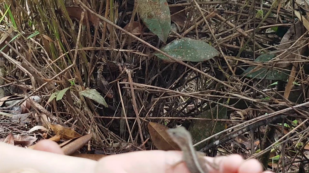 BaracoaCuba lagartija ящерица HumboldtNationalpark ParquenacionalHumboldt НациональныйпаркГумбольдта