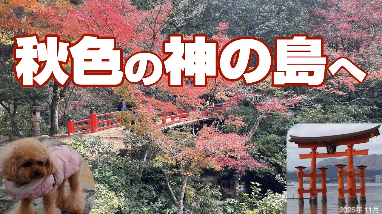 【宮島🍁愛犬と朱に染まる絶景だらけの神の島へ】もみじ饅頭や牡蠣グルメも楽しみ❗️