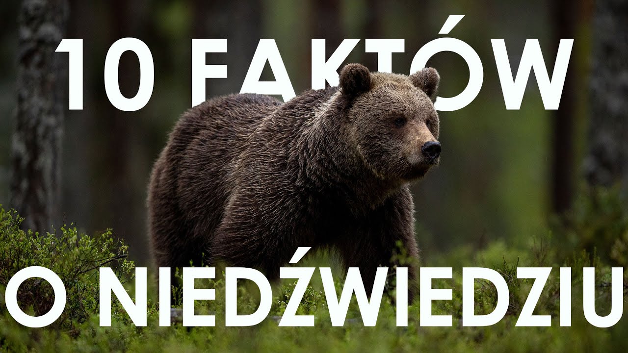 10 faktów o niedźwiedziu