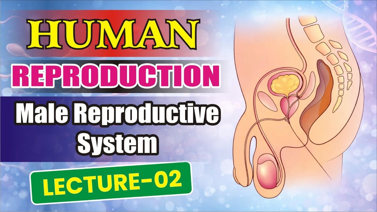 Human Reproduction – Male Reproductive System | Lecture 02 | Class 12 Biology #neet #2026 #amu