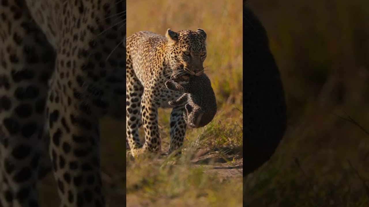 La beaut&eacute; de la vie sauvage 🐆