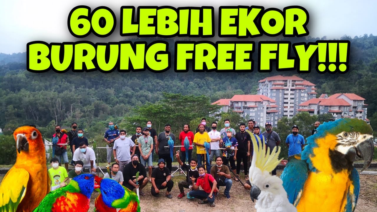 60 EKOR BURUNG KAKAKTUA FREE FLY‼️BUKIT ANTARA BANGSA LOKASI EXTREME FREE FLY‼️
