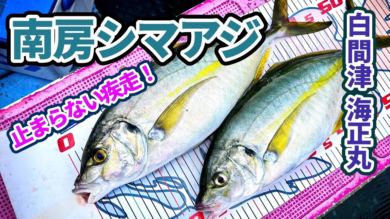 【南房シマアジ】止まらない疾走！聖地・白間津でモンスターを追う【海正丸】