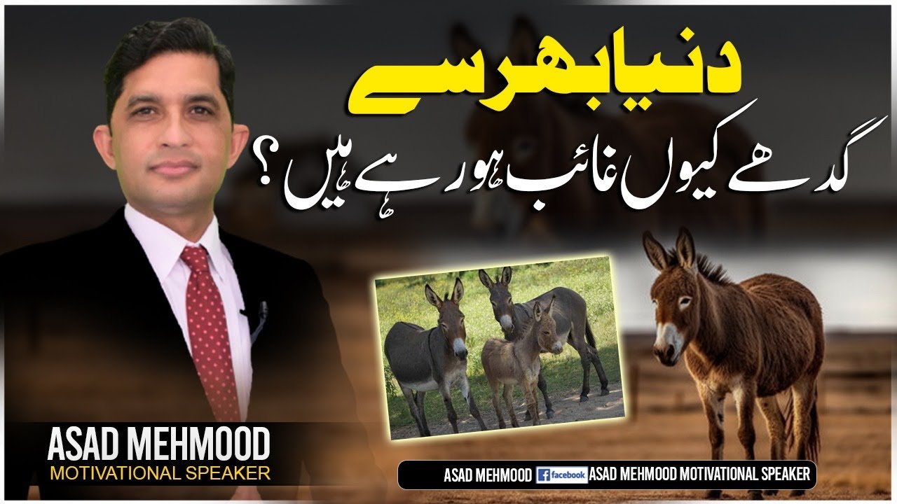Why are donkeys disappearing from around the world? | दुनिया भर से गधे क्यों गायब हो रहे हैं?