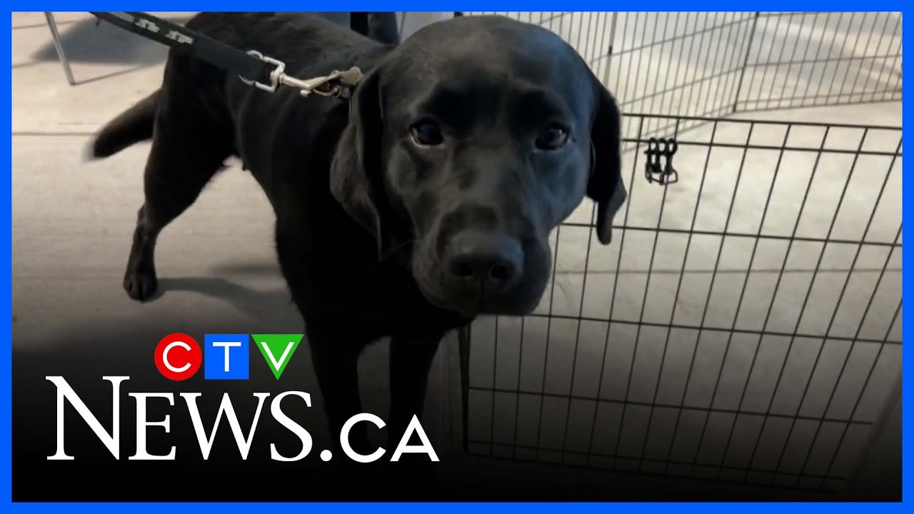 CNIB Guide Dogs Gala