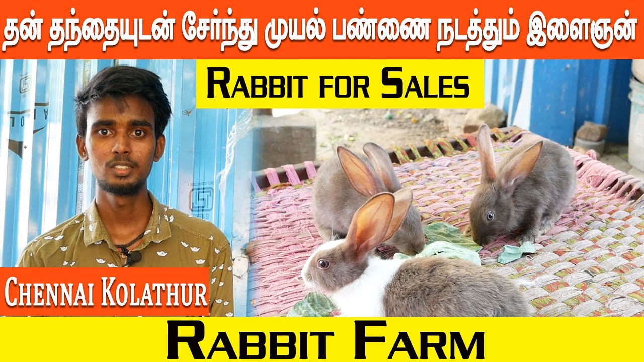பகுதிநேர முயல்பண்ணையில் வெற்றி கண்ட இளைஞன் | Rabbit Farming | CHENNAI - INFODON24X7TAMIL  🐇🐰