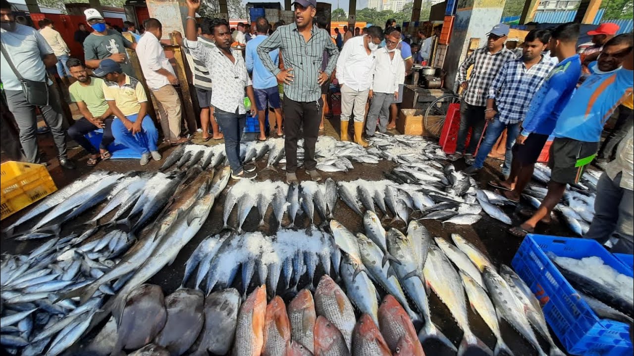 मुंबईत होणारा सर्वात मोठा माश्याचा लिलाव | ससुन डॅाक | Life On Sassoon Dock | Biggest Fish Market