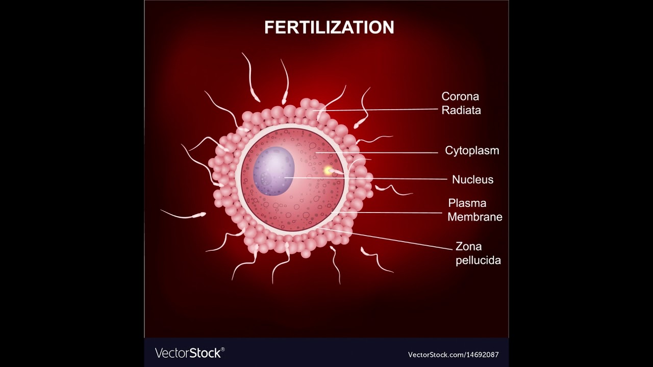 The Miracle of Conception, with Dr Richard Kent