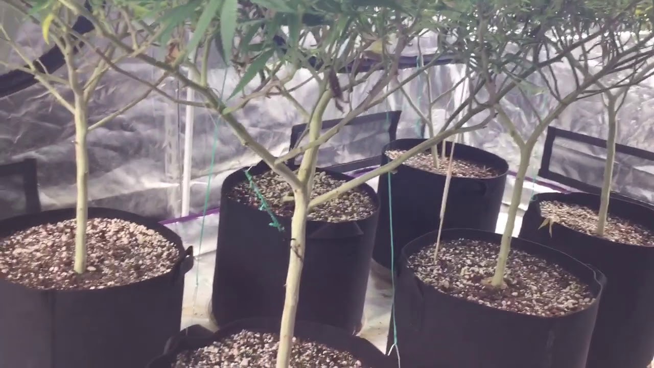 Blackberry Fire week8 day50, Dream Queen week3 day15