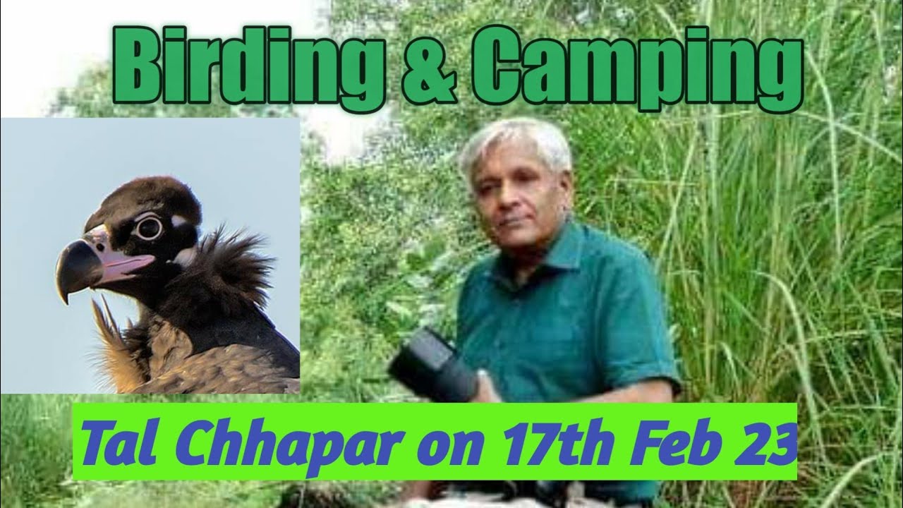 Tal Chhapar Sanctuary - Birders' Paradise