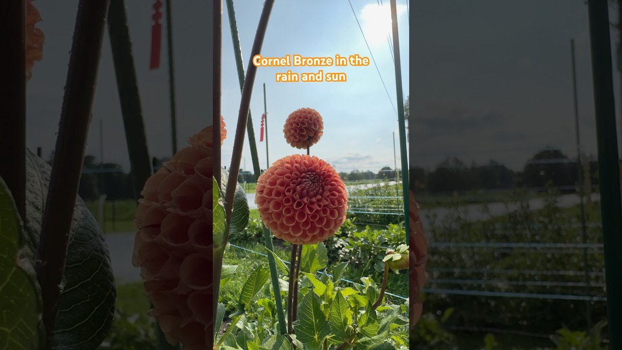 People Love Cornel Bronze Dahlia