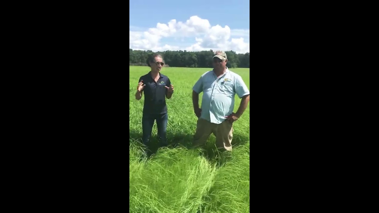 Establishing Teff Grass