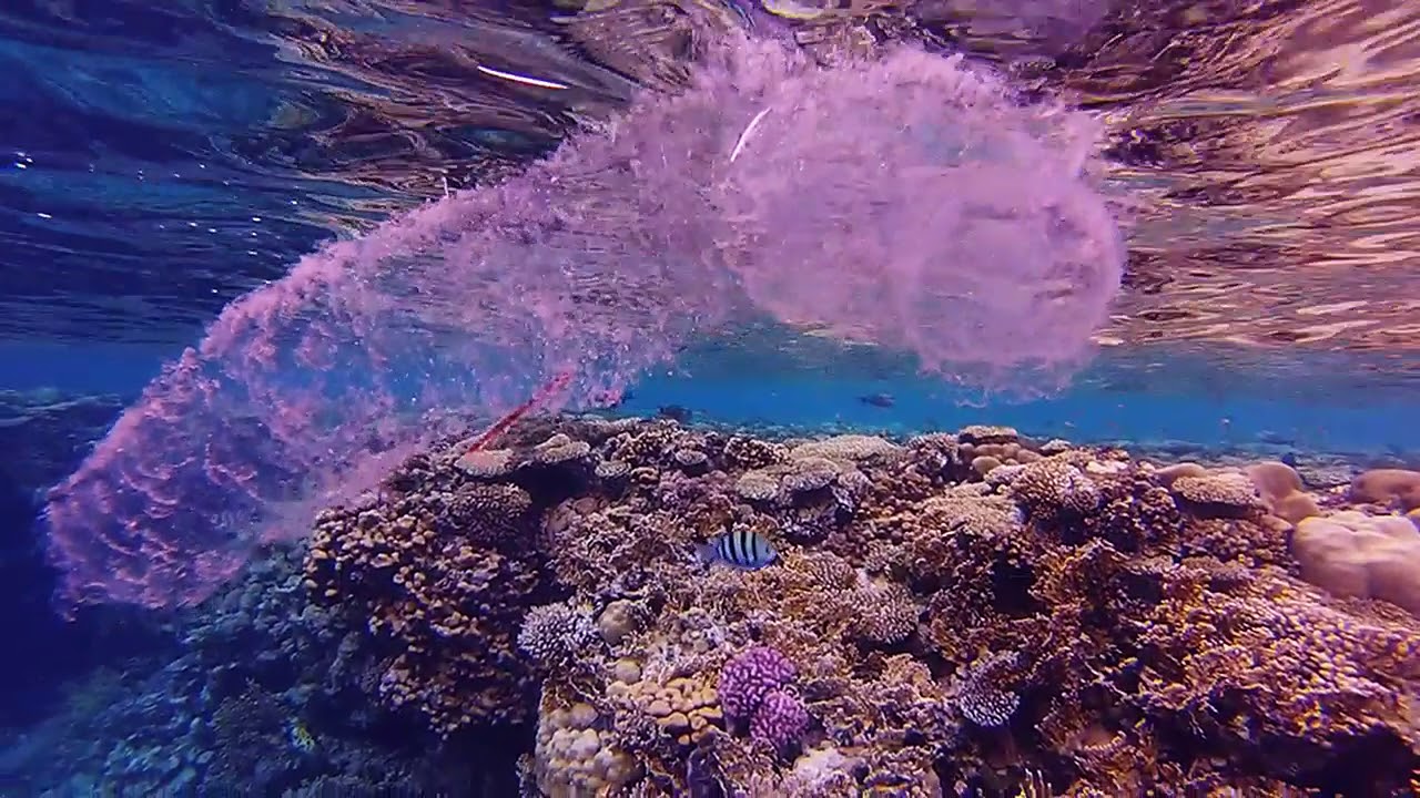 **Monte Carlo Sharm Resort & Spa** Underwater world vol.1 // Red Sea (Sharm El Sheikh)