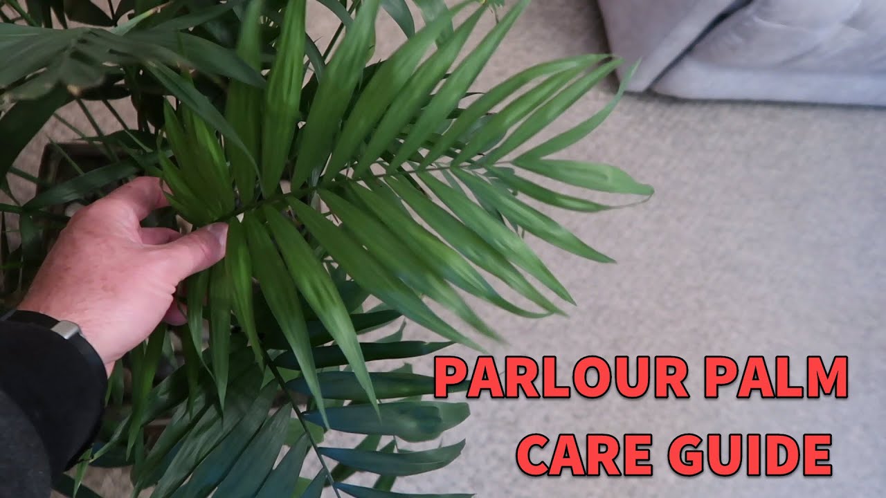 Parlour Palm Spotlight & Care Guide Chamaedorea Elegans