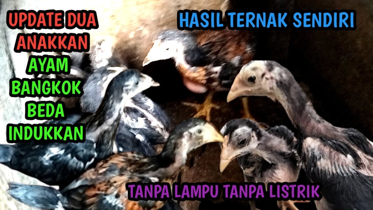 UPDATE DUA ANAKKAN AYAM BANGKOK DIKANDANG REOT HASIL TERNAK SENDIRI