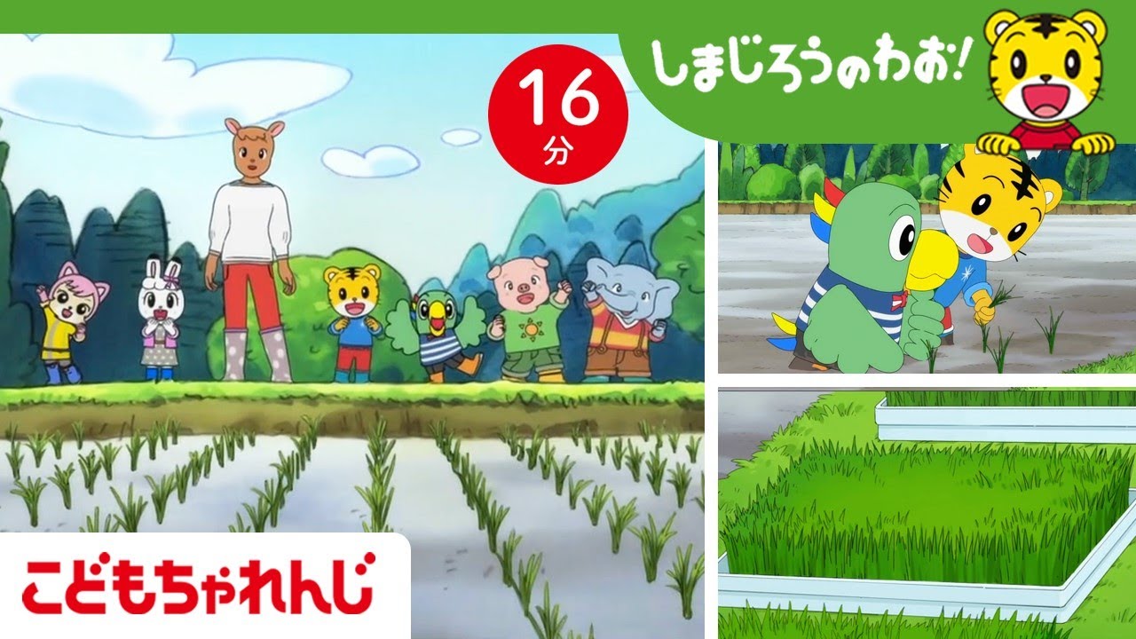 【16分アニメ】田植えにチャレンジ☆ 苗もドジョウも、みんな生きている | 自然の生き物・命 | しまじろうのわお！アニメ | しまじろうチャンネル公式