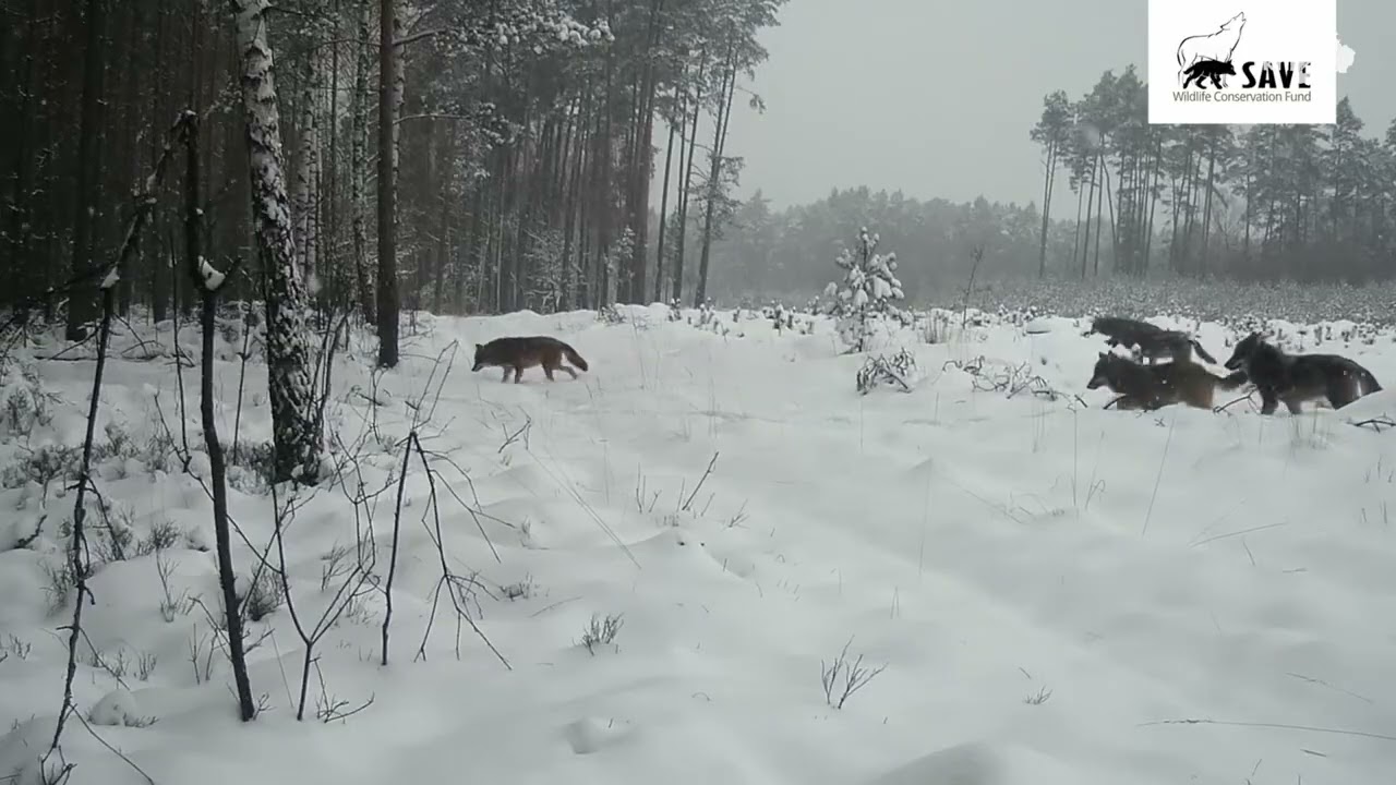 Wilk Olek na czele watahy. Zimowe nagranie z lasu pod Końskimi