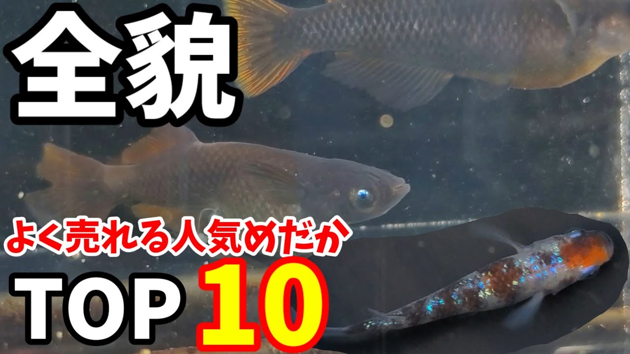 全貌公開‼️【よく売れる人気めだかTOP10後編】五式ブルーアイType.クラウンテール青蝶.赤鬼かえる.ピンクかえる.サタン.紅白体外光.三色ラメSP！安らぎAQUAちゃんねる
