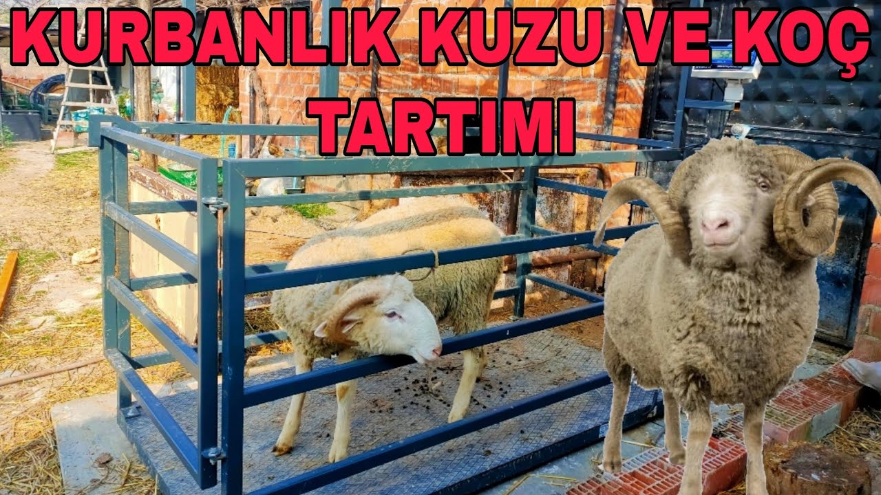 KARACABEY MERİNOSU KOÇ KAÇ KG GELDİ?2024 KURBANLIK KUZU TARTIMI.